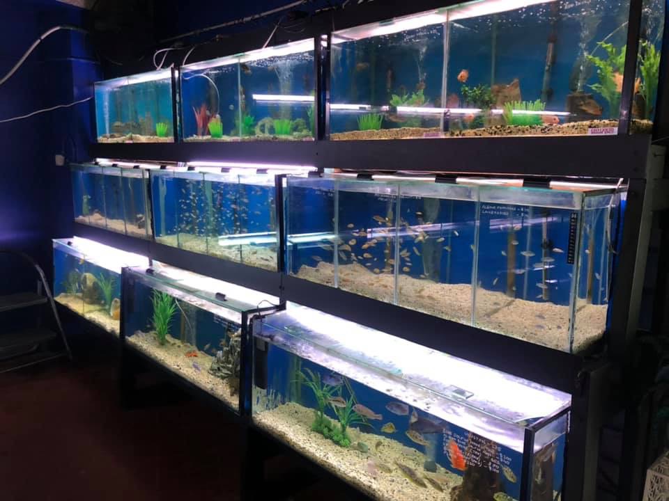 Sydney Exotic Aquariums | pet store | Shop 3/562 Hume Hwy, Casula NSW 2170, Australia | 0450133163 OR +61 450 133 163