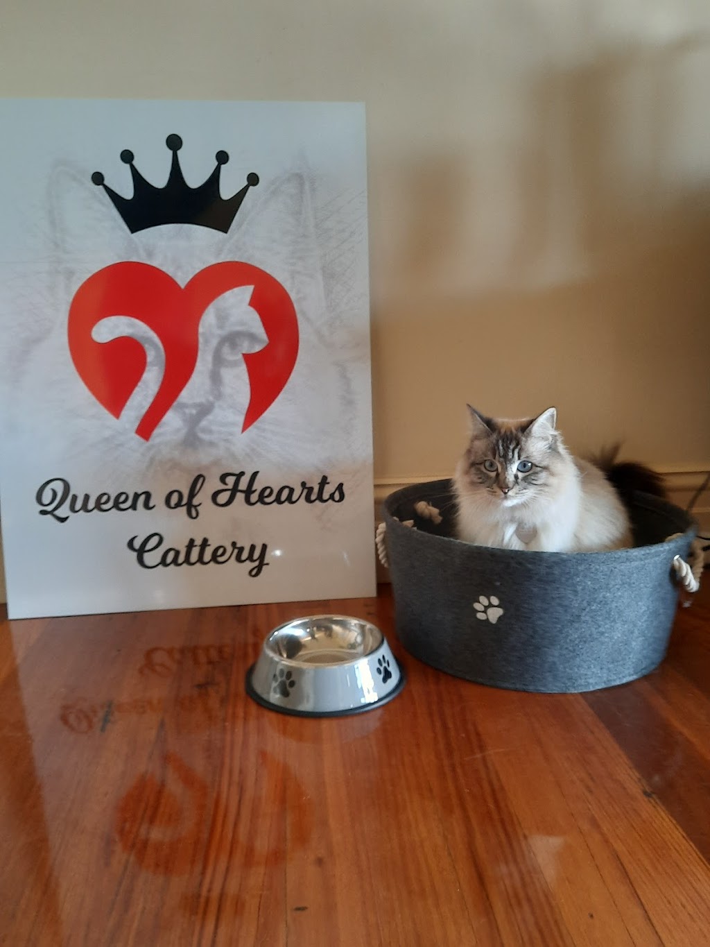 Queen of Hearts Cattery | 31 Douglas Ln, Illowa VIC 3282, Australia | Phone: 0493 102 704
