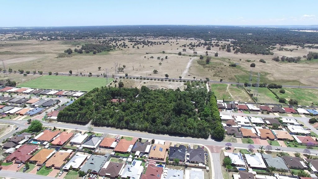 Coast Road Palms | LOT 52 Bennett Springs Dr, Beechboro WA 6063, Australia | Phone: (08) 9377 6875