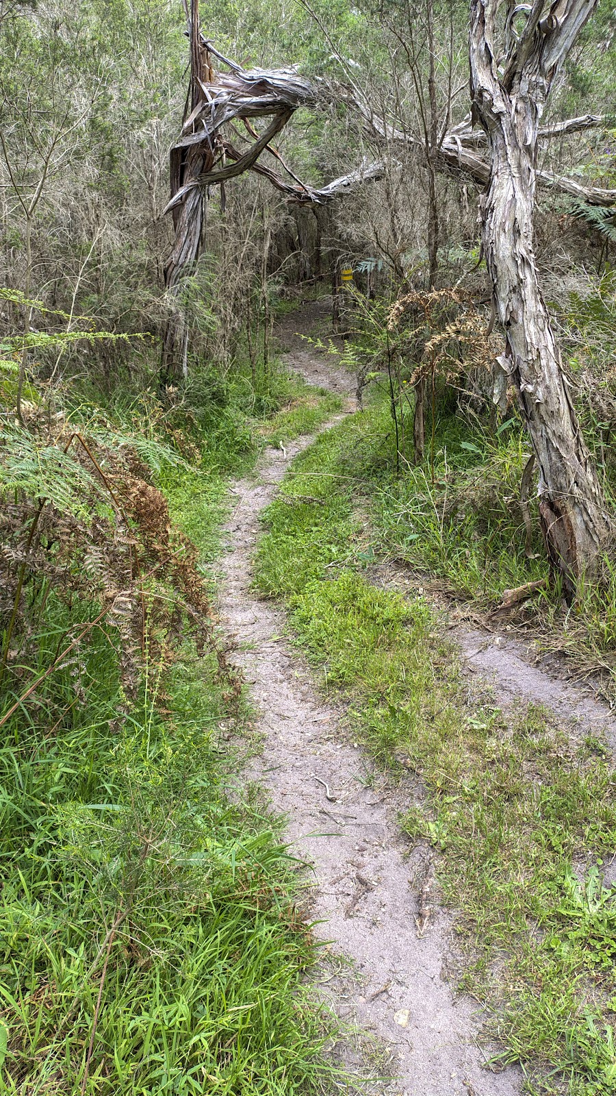 Dinni Birraark Walk | Lake Victoria Rd, Eagle Point VIC 3878, Australia | Phone: 0408 589 805