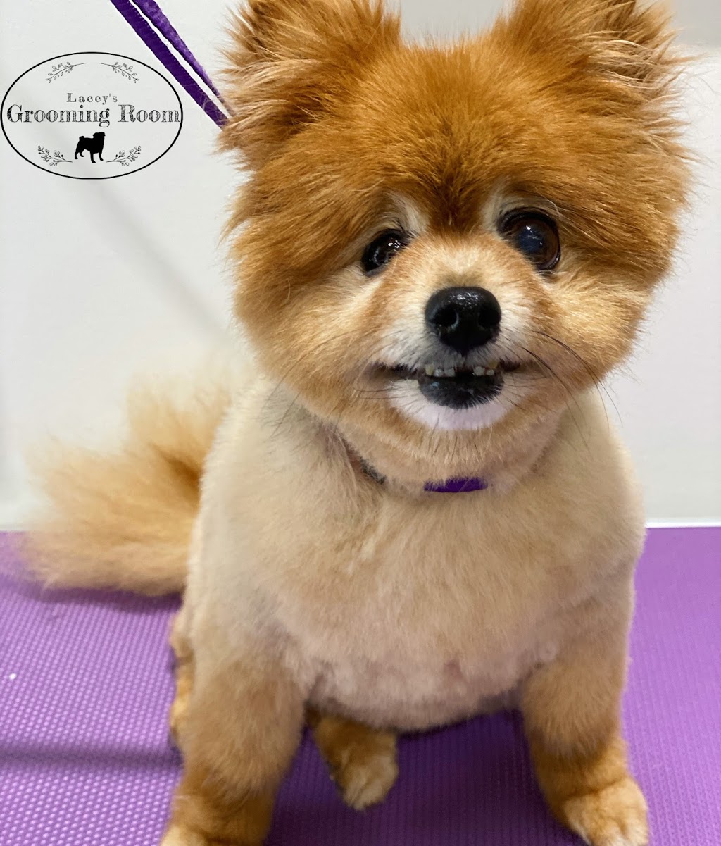 Lacey’s Grooming Room |  | 44 Noosa Cct, Armstrong Creek VIC 3217, Australia | 0490417876 OR +61 490 417 876