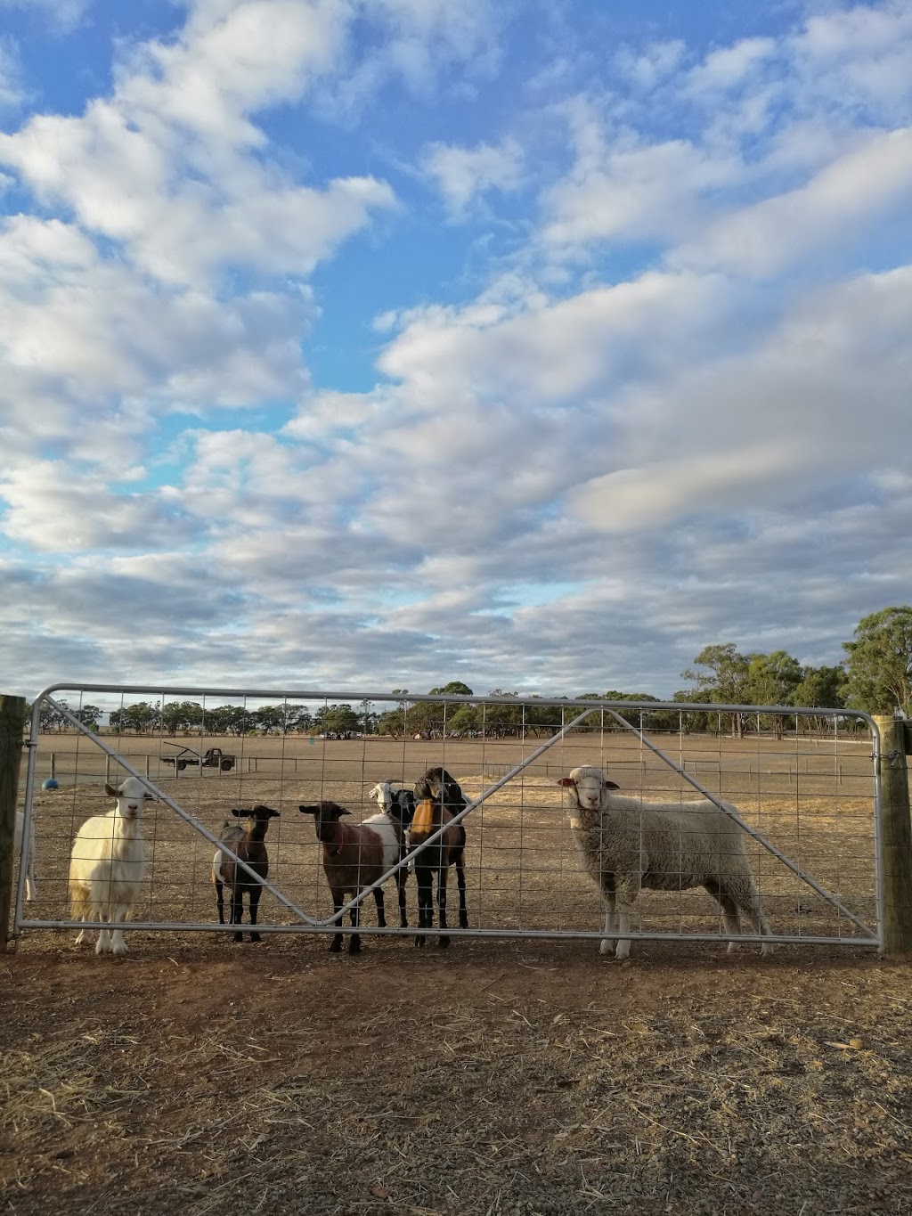 Sunny Acres Farm | lodging | 1353 Middle Rd, Rushworth VIC 3612, Australia | 0419518729 OR +61 419 518 729