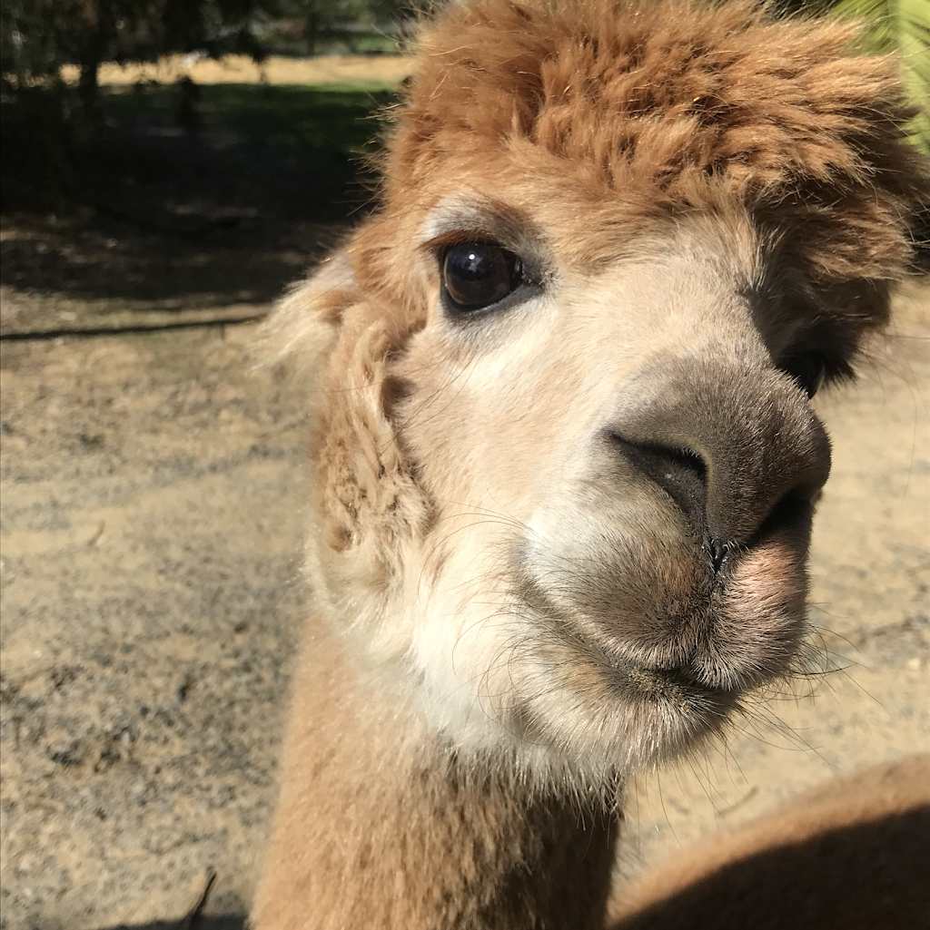 Mamoes Country Cottage alpaca Farmstay B&B & Alpaca Event Hire | 50 Fairway Ct, Woodridge WA 6041, Australia | Phone: 0404 210 437
