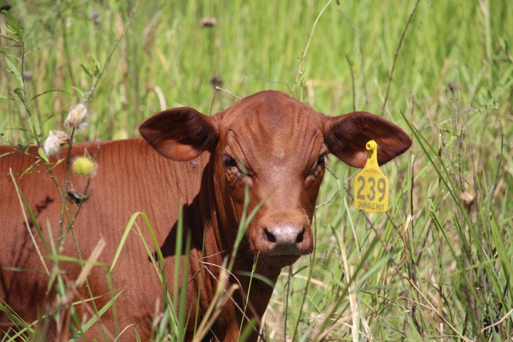 Shingle Hut Creek Farm | 35 Bonnell Rd, Townson QLD 4341, Australia | Phone: 0421 444 922