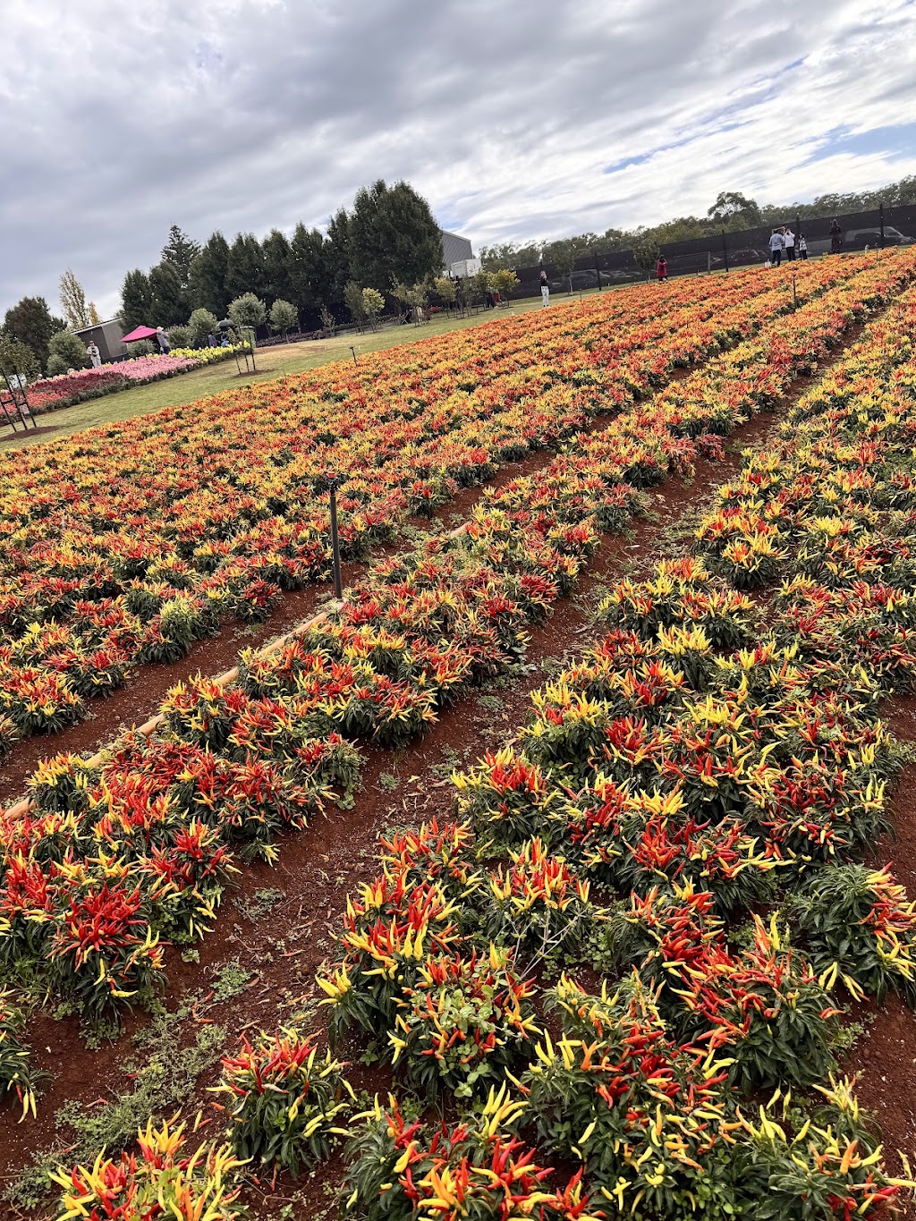 Tesselaar Kabloom Festival | 357 Monbulk Rd, Silvan VIC 3795, Australia | Phone: (03) 9737 7722