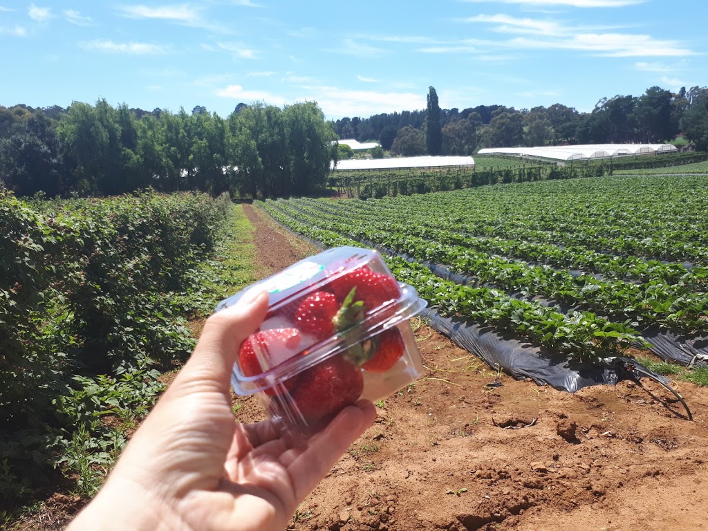 Kookaberry Strawberry Farm | 25 Lewis Rd, Wandin VIC 3139, Australia | Phone: 0415 768 222