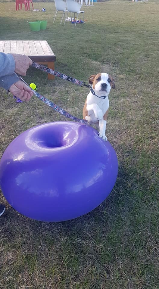 K-N9 Dog Training | 30 Bromhall Rd, Bundanoon NSW 2578, Australia | Phone: 0408 027 874