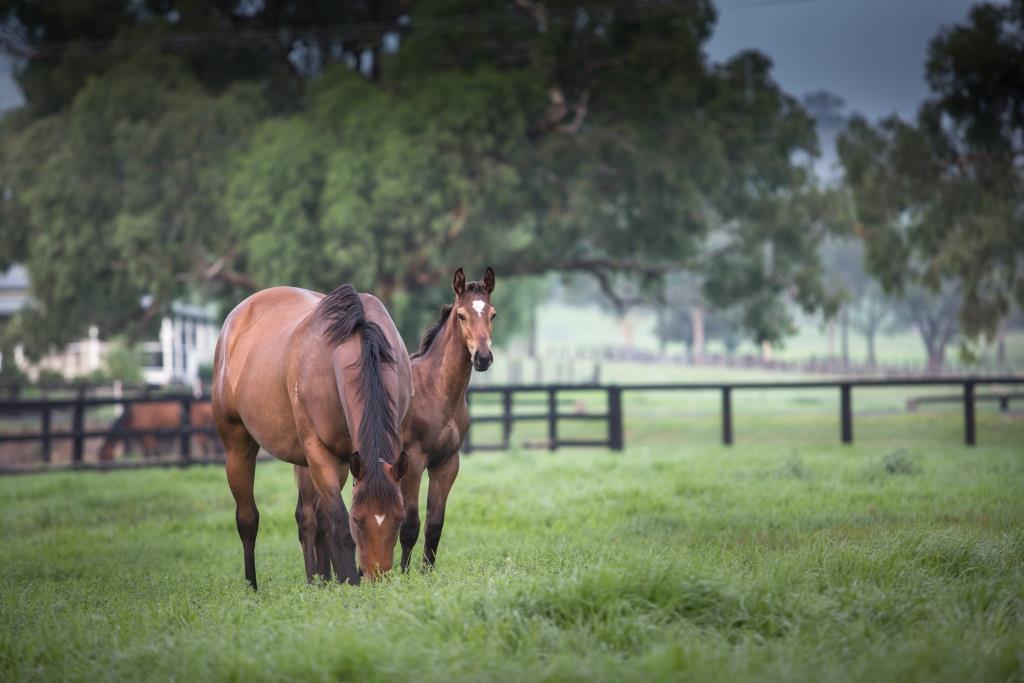 Vinery Stud Pty Ltd | 684 Segenhoe Rd, Scone NSW 2337, Australia | Phone: (02) 6543 8333