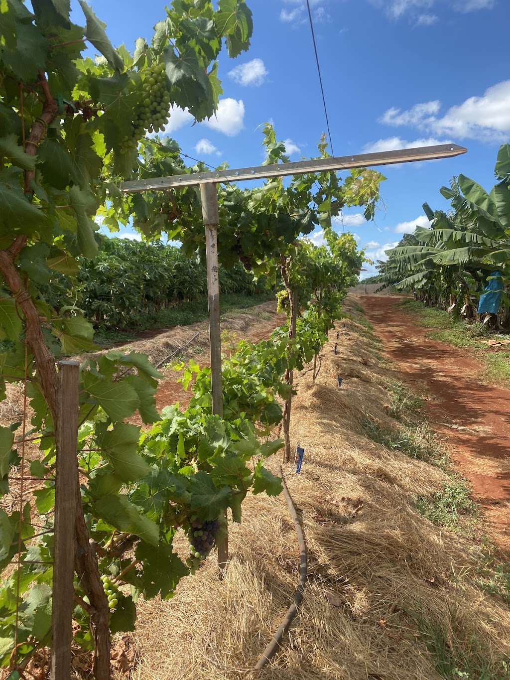 Lakeland Produce | Lot 2 Peninsula Developmental Rd, Lakeland QLD 4871, Australia | Phone: 0427 088 801