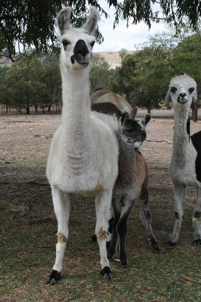 Maison Mauve Llamas and Alpacas | MT TANGA, 216 Eldridges Ln, Taylors Flat NSW 2586, Australia | Phone: (02) 6345 2397