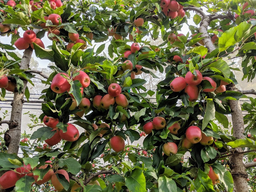 Sanders Apples (U-Pick and Tours) | 1020 Yarra Junction-Noojee Rd, Three Bridges VIC 3797, Australia | Phone: 0430 589 310