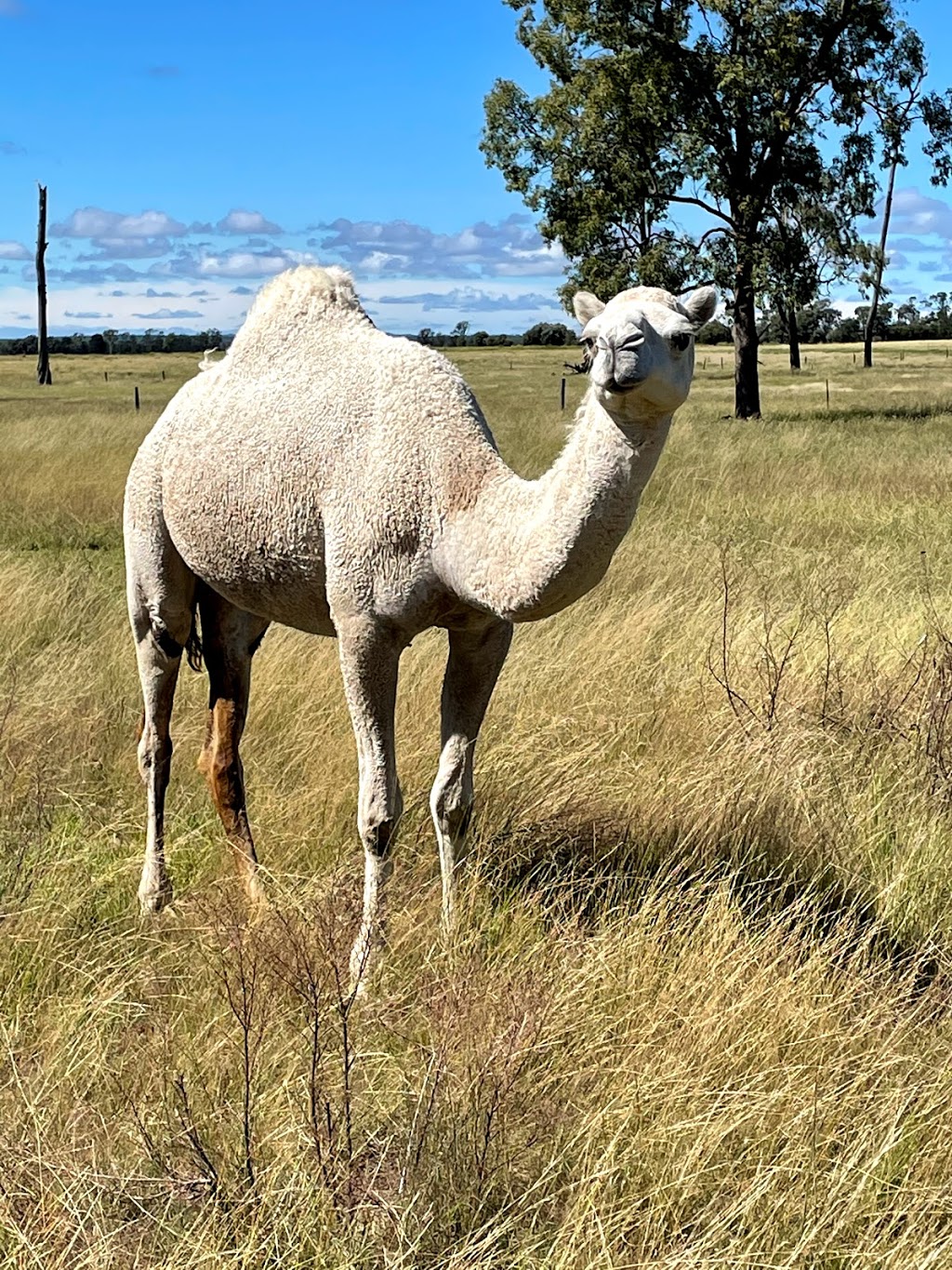 Camelot Camels | 36 Waugh Rd, Scrubby Creek QLD 4570, Australia | Phone: 0407 631 682