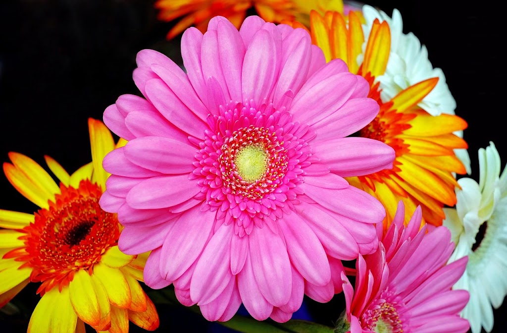Simply Gorgeous Blooms | florist | 2B Lonsdale St, McCrae VIC 3938, Australia | 0447513000 OR +61 447 513 000