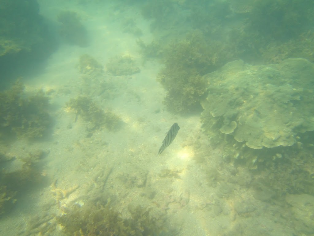 Geoffrey Bay Snorkel Trail | Coastal Waters Of Great Barrier Reefs, QLD 4805, Australia