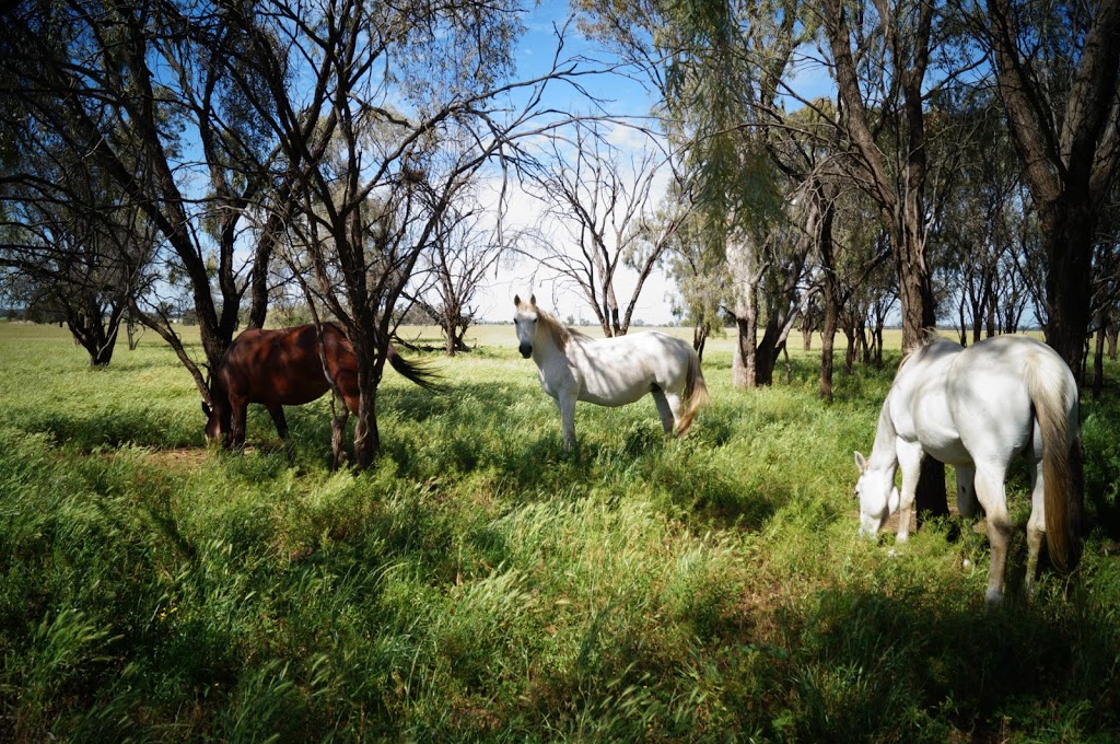 Outback Lamb | food | "Westpoint", 2124 The McGrane Way, Tullamore NSW 2874, Australia | 0427697245 OR +61 427 697 245