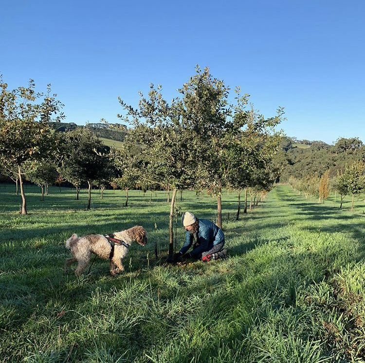 Main Ridge Truffles | 75 Harrisons Rd, Dromana VIC 3936, Australia | Phone: 0408 055 250