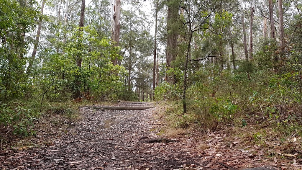 Sheldon Forest Track (Kimbarra Rd Entry) | Kimbarra Rd, Pymble NSW 2073, Australia | Phone: (02) 9424 0933
