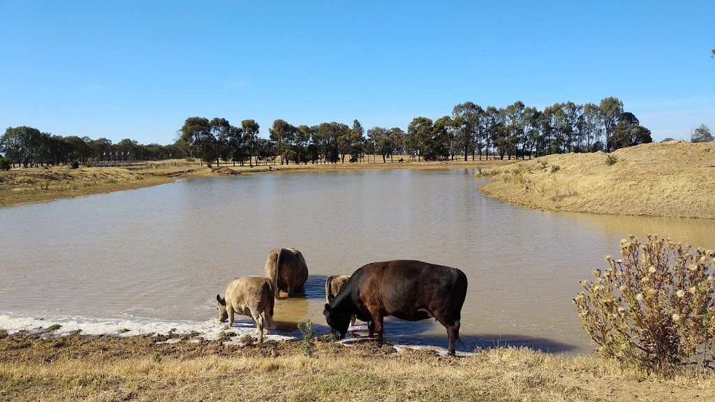 Mystical Murray Greys | food | 1335 Toolamba-Rushworth Rd, Tatura VIC 3616, Australia | 0358782214 OR +61 3 5878 2214