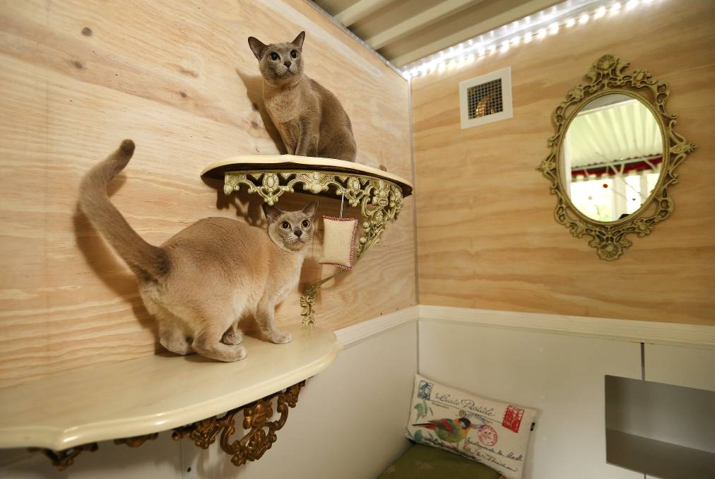 Newcastle Cat Stay - Luxury Cat Hotel | 3 Ayrfield Cl, Wallsend NSW 2287, Australia | Phone: 0415 994 412