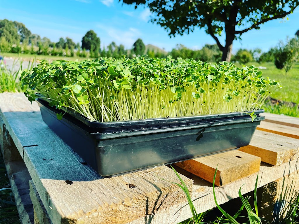 Amberly Microgreens | 325 Kambah Pool Rd, Australian Capital Territory 2902, Australia | Phone: 0401 639 408