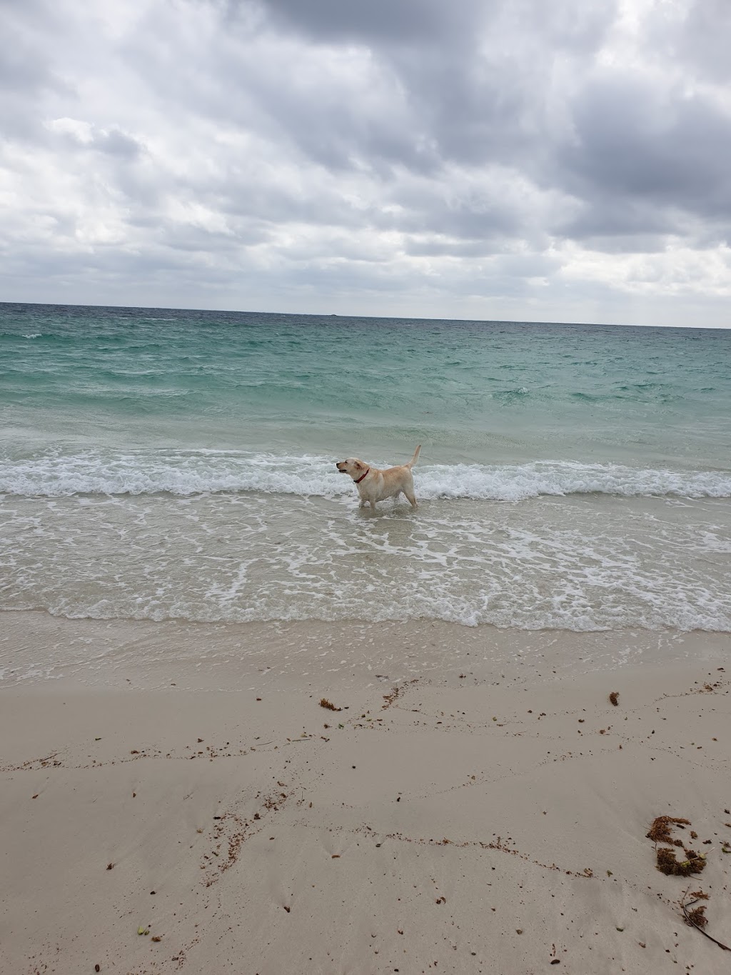 Animal Exercise Beach | Hillarys WA 6025, Australia