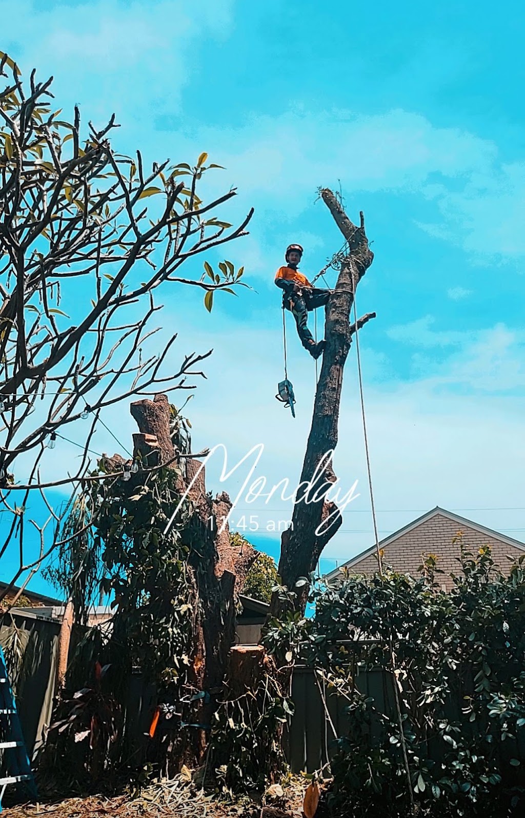 EziClip Tree Service | 14 Fernleigh Pl, New Lambton Heights NSW 2305, Australia | Phone: 0472 977 737