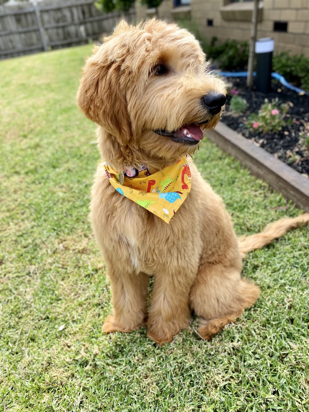 Canine Elegance | 2/110 James St, Templestowe VIC 3106, Australia | Phone: 0412 930 039