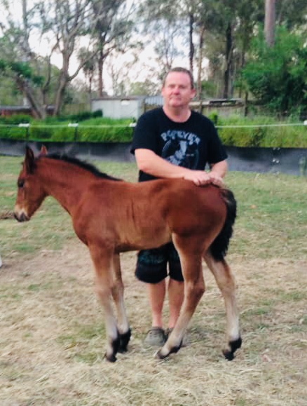 Anakin Friesian Sport Horse Stud | 32-36 Flagstone Ct, South MacLean QLD 4280, Australia | Phone: 0423 427 656