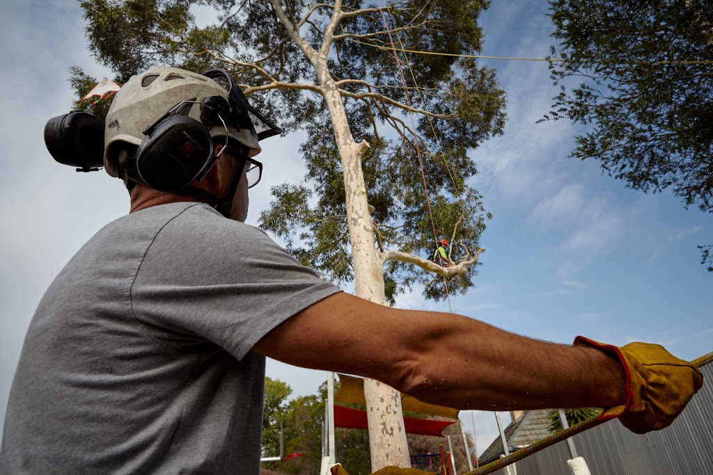 Fifteenfeet Tree Maintenance | 47 Fischer St, Coburg VIC 3058, Australia | Phone: 0435 086 323