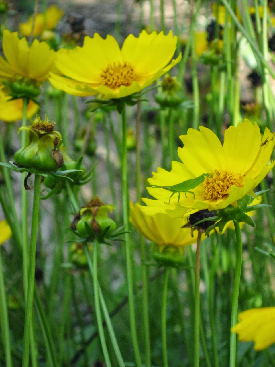 Steph Willacy Focus Health - Herbalist and Natural Health | 130 Platypus Dr, Uralba NSW 2477, Australia | Phone: 0432 333 708