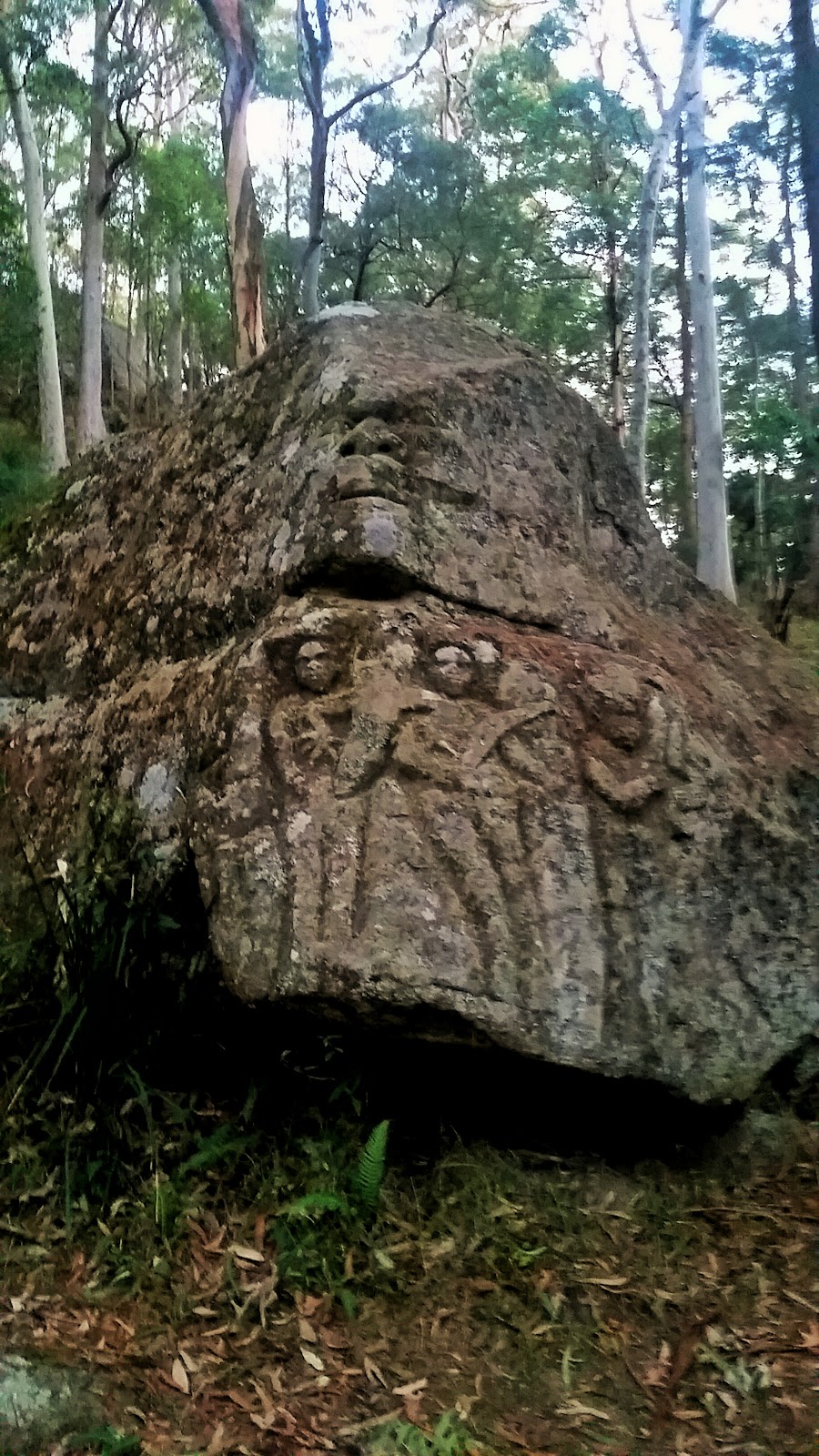 Heaton State Forest | Mount Vincent NSW 2323, Australia | Phone: 1300 655 687