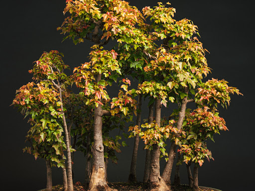 Hakuju-en Bonsai Nursery | 117 Ludstone St, Hampton VIC 3188, Australia | Phone: 0488 286 232