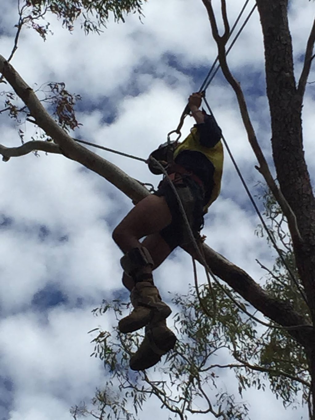 All Tree Services Mackay |  | 110 Apsley Way, Andergrove QLD 4740, Australia | 0422133337 OR +61 422 133 337