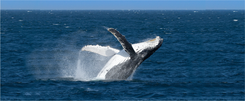 Living Ocean | 1057 Barrenjoey Rd, Palm Beach NSW 2108, Australia | Phone: 0404 490 995