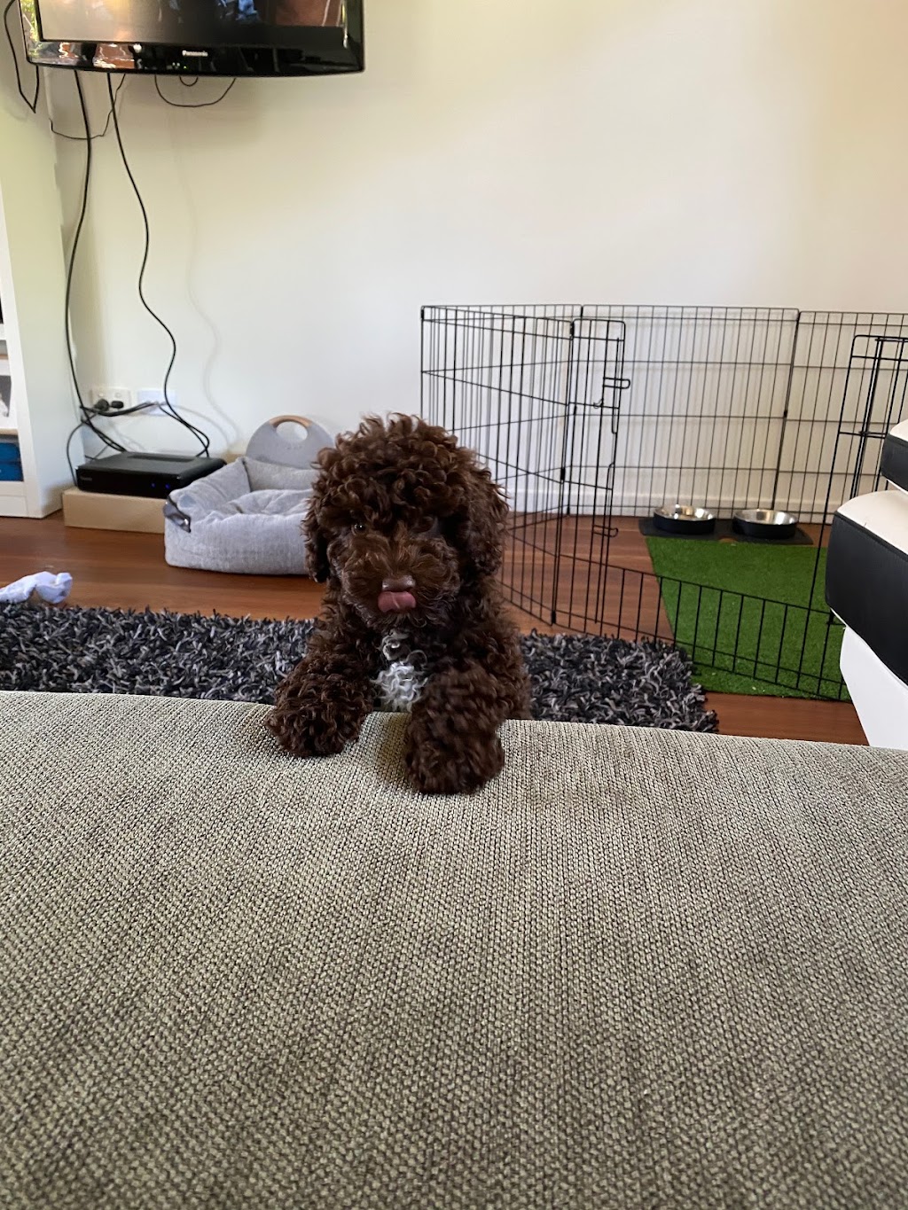 Manny Park Puppies - Sunshine Coast | Hunchy Rd, Hunchy QLD 4555, Australia | Phone: 0438 788 485