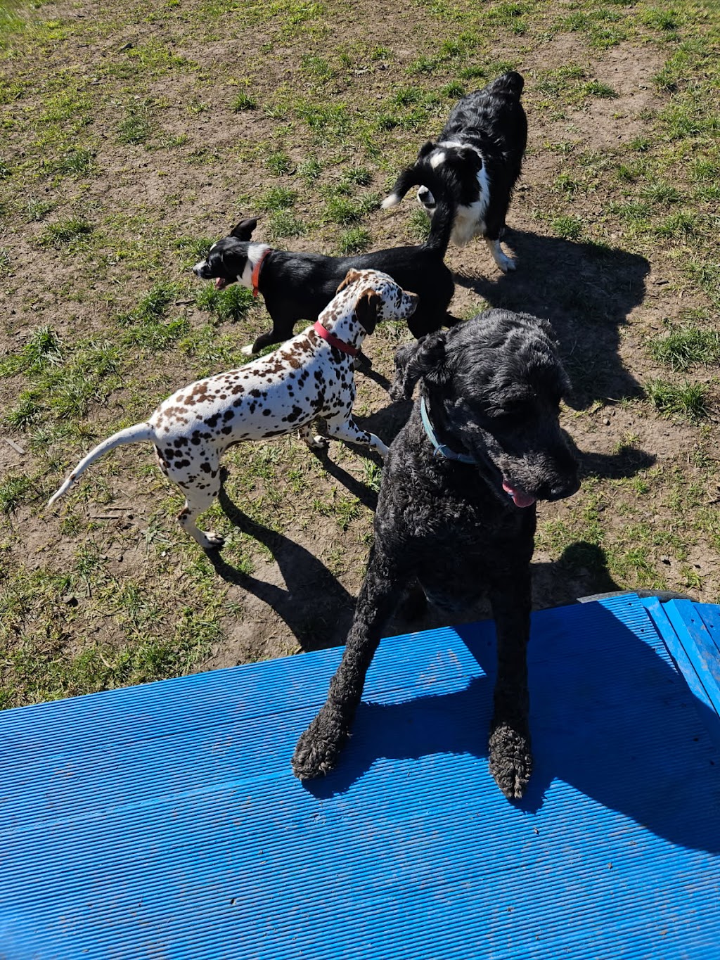 Dogs Day Out | Pipeline Track, Tyers VIC 3844, Australia | Phone: 0400 796 353
