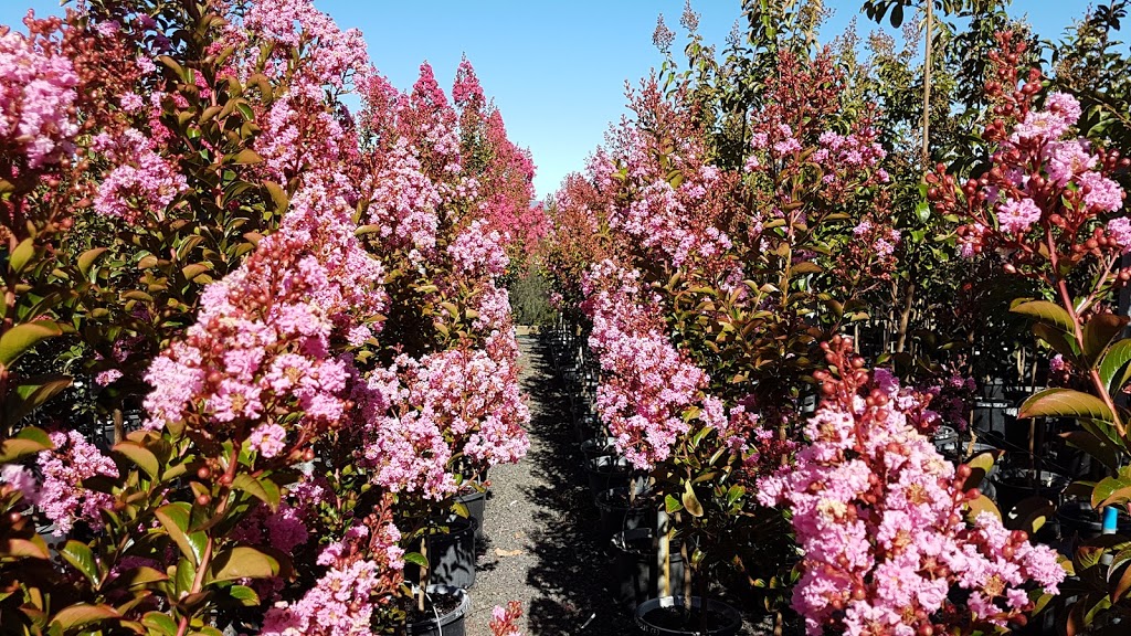 Mt William Advanced Tree Nursery | 539 W Goldie Rd, Lancefield VIC 3435, Australia | Phone: (03) 5429 1517