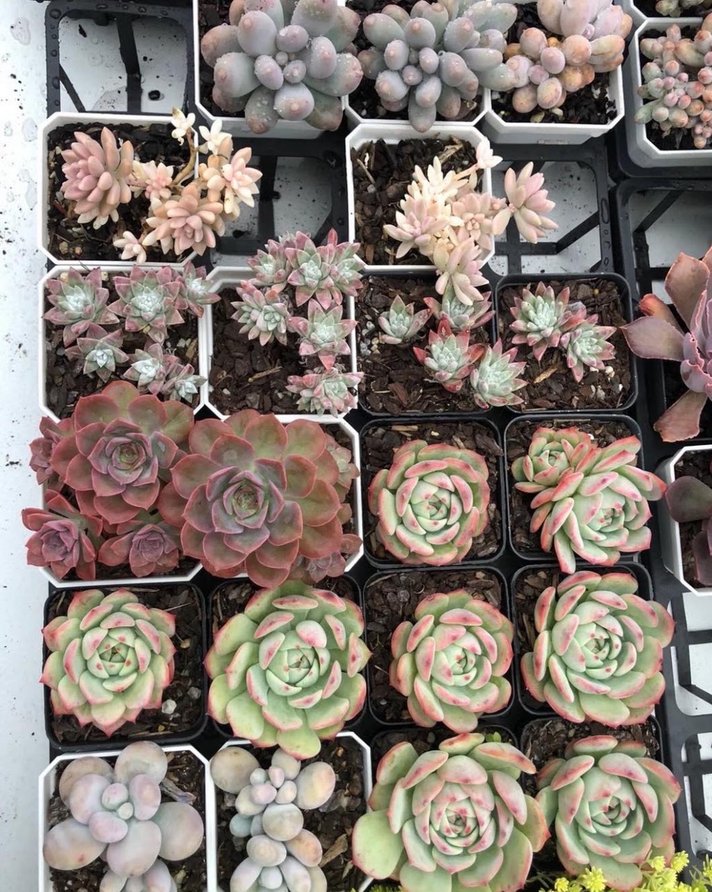 RNT SUCCULENTS | 8 Coulson Rd, Monbulk VIC 3029, Australia | Phone: 0405 508 998