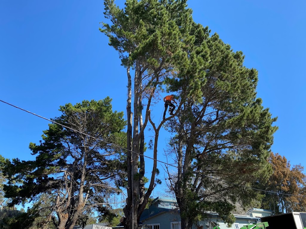 Outlook Tree Solutions | 125 Larrys Mountain Rd, Moruya NSW 2537, Australia | Phone: 0428 118 425