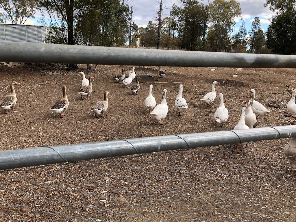 Banyard Game Birds | 55 Banyard Rd, Springside QLD 4356, Australia | Phone: 0488 748 423