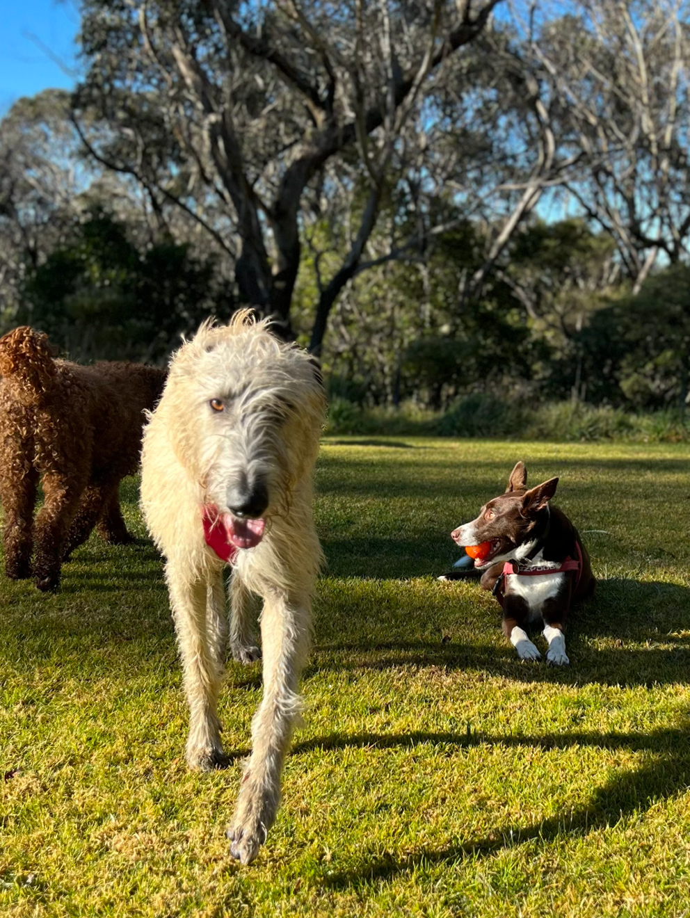 Waggle Canine Adventure Gear | 38 Second Ave, Katoomba NSW 2780, Australia | Phone: 1300 725 781