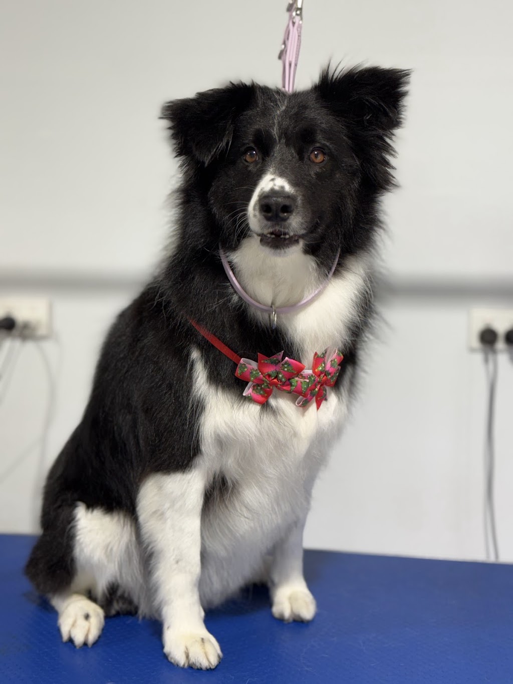 Megs Pampered Pets | 287 Sussex Inlet Rd, Sussex Inlet NSW 2540, Australia | Phone: 0411 989 469