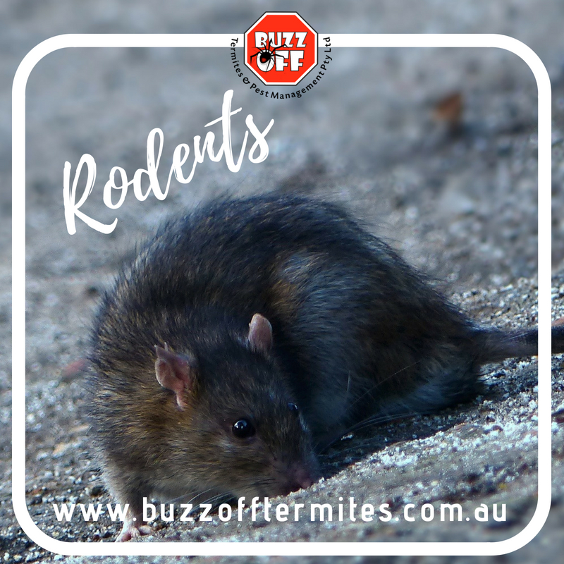 Buzz Off Termites & Pest Management Sydney | 155 Walters Rd, Blacktown NSW 2148, Australia | Phone: (02) 9622 1021