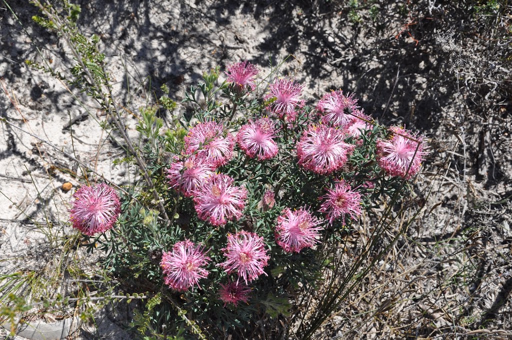 Lesueur National Park | Jurien Bay WA 6516, Australia