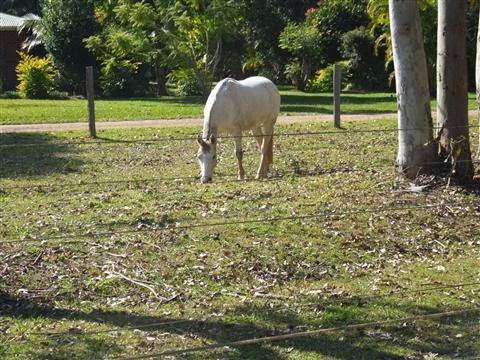 Merrypark Equestrian Centre | travel agency | 670 Bunya Rd, Eumundi QLD 4562, Australia | 0417544184 OR +61 417 544 184