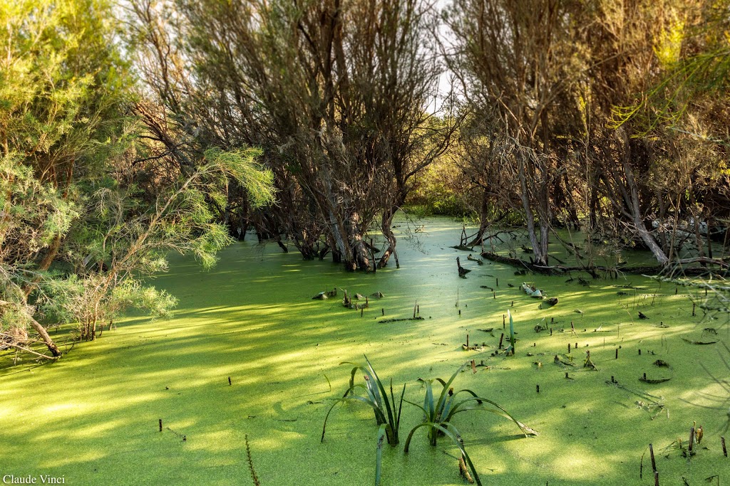 Bibra Lake Reserve | Progress Dr, Bibra Lake WA 6163, Australia | Phone: (08) 9411 3444