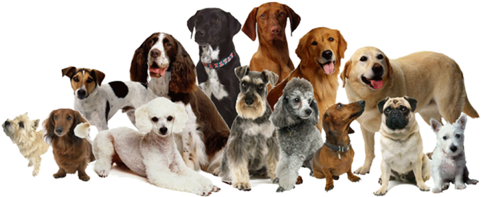 Doggy Styling. Professional Groomers | 29 Ballara Ave, Warradale SA 5046, Australia | Phone: (08) 8298 6705