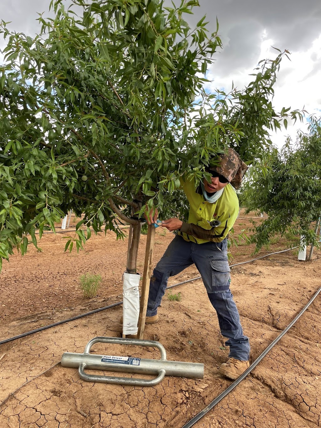 Bellevue Pastoral Company - Narrabri | 930 Browns Ln, Tarriaro NSW 2390, Australia | Phone: 0477 579 533
