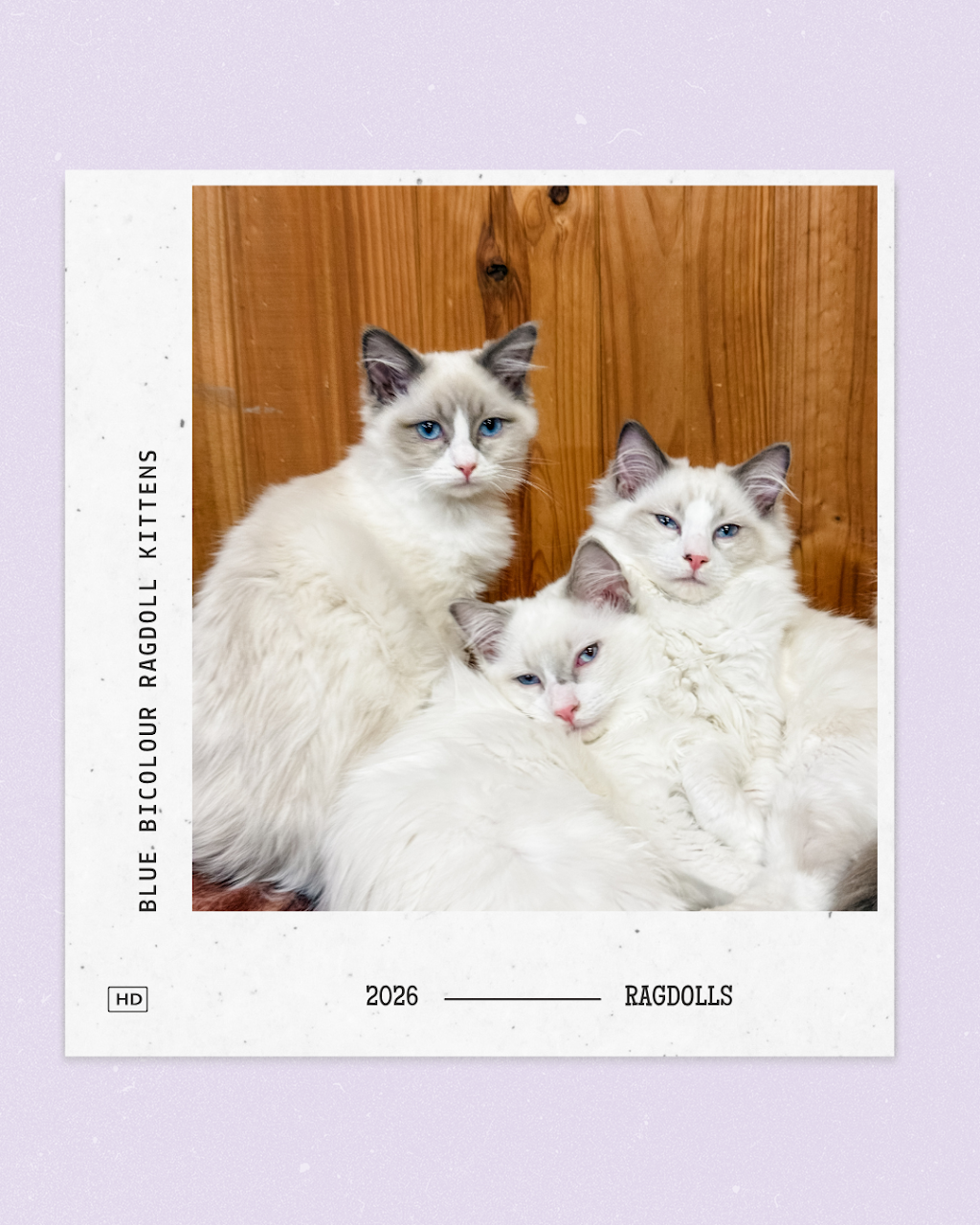 Milks Ragdolls | Milks Ragdolls, Heathcote Junction VIC 3758, Australia | Phone: 0481 973 557