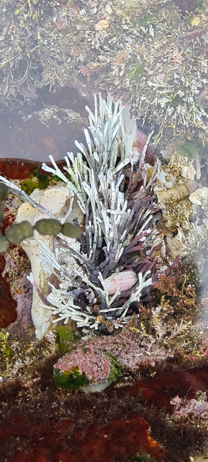 Rock Pool - swimming and observing sea flora and fish | 3 Noamunga St, Boat Harbour NSW 2316, Australia | Phone: 0437 476 412